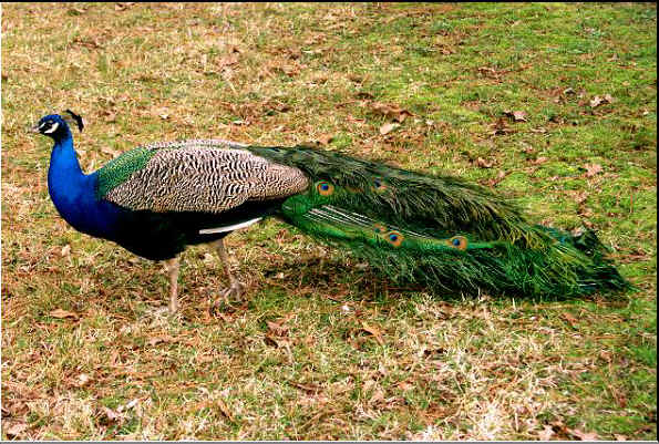 Peacock